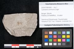 Foto (Objekt + Etikett) von Cystoseira communis Unger (NHMW-GEO-2024-0188-6640)